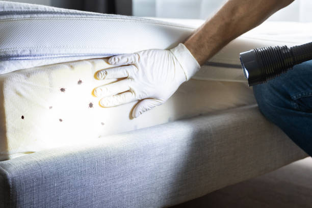 Best Affordable Pest Control Services  in Alexandria, KY