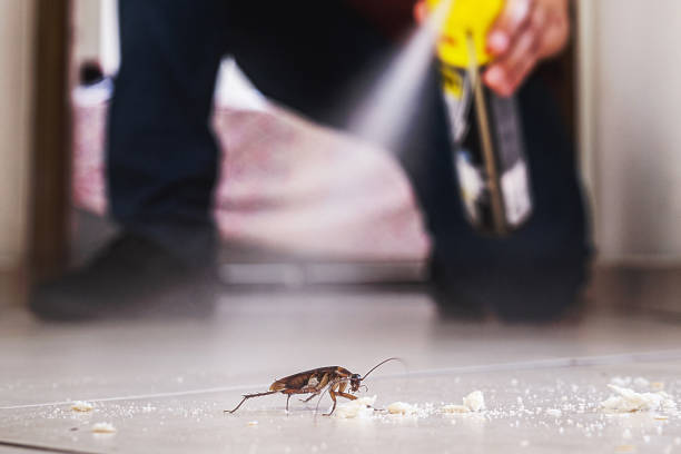Reliable Alexandria, KY Pest Control Solutions